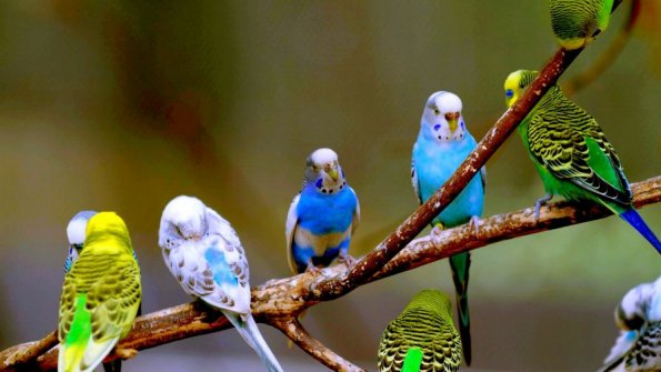 Love-Birds-HD-Wallpaper-Wallpapers.net.jpg