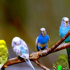 Love-Birds-HD-Wallpaper-Wallpapers.net.jpg