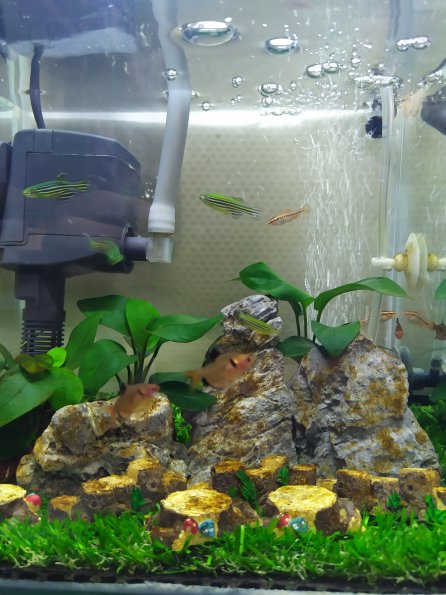 fish_food_1