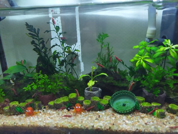 fish_food_2