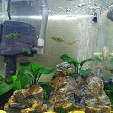 fish_food_1