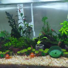 fish_food_2